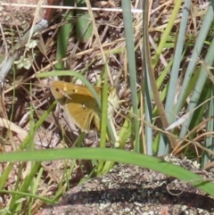 Trapezites luteus (Yellow Ochre, Rare White-spot Skipper) at Theodore, ACT - 4 Mar 2023 by owenh