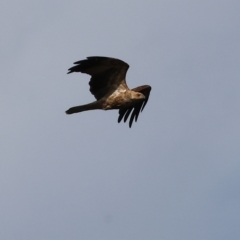 Haliastur sphenurus (Whistling Kite) at Wonga Wetlands - 25 Feb 2023 by KylieWaldon