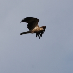 Haliastur sphenurus (Whistling Kite) at Wonga Wetlands - 26 Feb 2023 by KylieWaldon