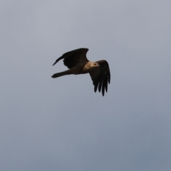 Haliastur sphenurus at Splitters Creek, NSW - 26 Feb 2023 09:48 AM