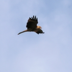 Haliastur sphenurus at Splitters Creek, NSW - 26 Feb 2023 09:48 AM