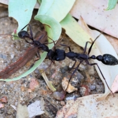 Myrmecia sp. (genus) (Bull ant or Jack Jumper) at Splitters Creek, NSW - 26 Feb 2023 by KylieWaldon