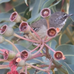 Sericornis frontalis (White-browed Scrubwren) at Wodonga, VIC - 3 Mar 2023 by KylieWaldon