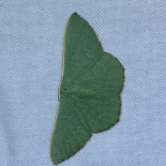 Prasinocyma semicrocea (Common Gum Emerald moth) at QPRC LGA - 3 Mar 2023 by Steve_Bok