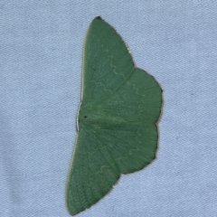 Prasinocyma semicrocea (Common Gum Emerald moth) at Jerrabomberra, NSW - 4 Mar 2023 by SteveBorkowskis
