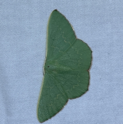 Prasinocyma semicrocea (Common Gum Emerald moth) at QPRC LGA - 3 Mar 2023 by Steve_Bok