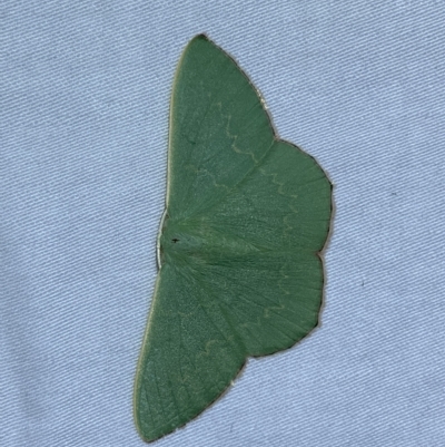 Prasinocyma semicrocea (Common Gum Emerald moth) at Jerrabomberra, NSW - 4 Mar 2023 by SteveBorkowskis