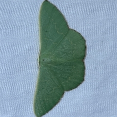 Prasinocyma semicrocea at Jerrabomberra, NSW - suppressed