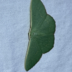 Prasinocyma semicrocea at Jerrabomberra, NSW - suppressed