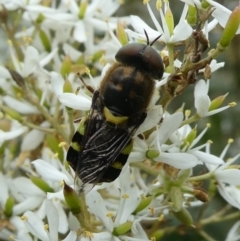 Odontomyia hunteri (Soldier fly) at QPRC LGA - 4 Mar 2023 by arjay