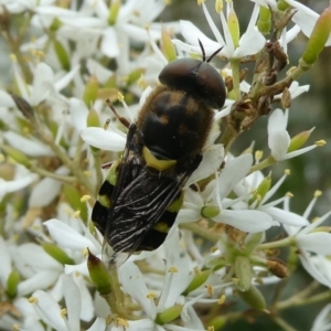 Odontomyia hunteri at Charleys Forest, NSW - suppressed