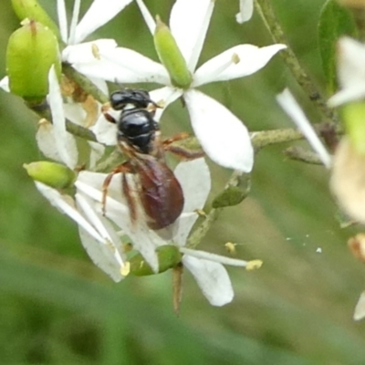 Exoneura sp. (genus) (A reed bee) at QPRC LGA - 4 Mar 2023 by arjay