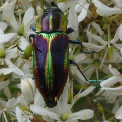 Selagis caloptera (Caloptera jewel beetle) at Charleys Forest, NSW - 4 Mar 2023 by arjay