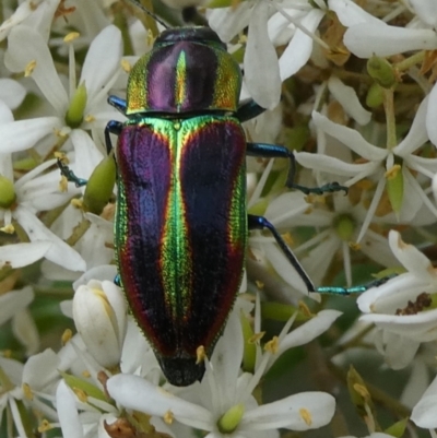Selagis caloptera (Caloptera jewel beetle) at QPRC LGA - 4 Mar 2023 by arjay