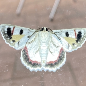 Crypsiphona ocultaria at Jerrabomberra, NSW - suppressed