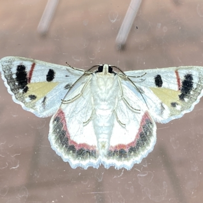 Crypsiphona ocultaria (Red-lined Looper Moth) at Jerrabomberra, NSW - 4 Mar 2023 by SteveBorkowskis