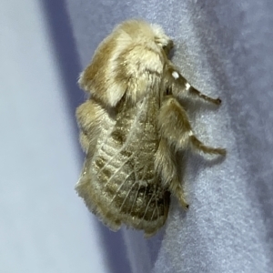 Doratifera pinguis at Jerrabomberra, NSW - 4 Mar 2023