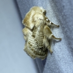 Doratifera pinguis at Jerrabomberra, NSW - 4 Mar 2023