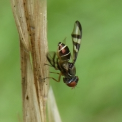 Rivellia sp. (genus) (Signal fly) at Charleys Forest, NSW - 4 Mar 2023 by arjay