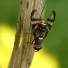 Rivellia sp. (genus) at Charleys Forest, NSW - suppressed