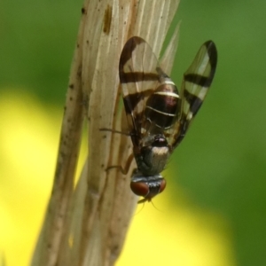 Rivellia sp. (genus) at suppressed - 4 Mar 2023