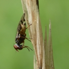 Rivellia sp. (genus) at Charleys Forest, NSW - suppressed