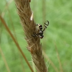 Rivellia sp. (genus) at Charleys Forest, NSW - suppressed