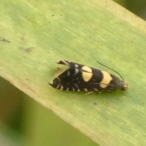 Glyphipterix chrysoplanetis at Charleys Forest, NSW - 4 Mar 2023