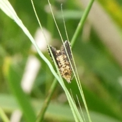 Lepidoptera unclassified ADULT moth (Unidentified - Moth) at Mongarlowe River - 4 Mar 2023 by arjay