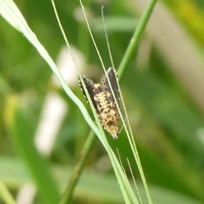 Lepidoptera unclassified ADULT moth (Unidentified - Moth) at QPRC LGA - 4 Mar 2023 by arjay