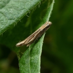 Eutorna (genus) (A Gelechioid moth (Depressidae)) at Mongarlowe River - 4 Mar 2023 by arjay