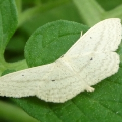 Scopula optivata (Varied Wave) at QPRC LGA - 4 Mar 2023 by arjay