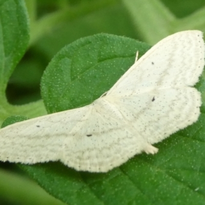 Scopula optivata (Varied Wave) at Mongarlowe River - 4 Mar 2023 by arjay