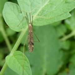 Austrolimnophila antiqua (Crane fly) at Mongarlowe River - 4 Mar 2023 by arjay