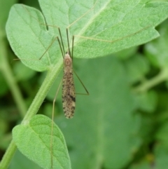 Austrolimnophila antiqua (Crane fly) at QPRC LGA - 4 Mar 2023 by arjay