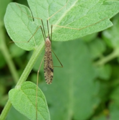 Austrolimnophila antiqua (Crane fly) at Charleys Forest, NSW - 4 Mar 2023 by arjay