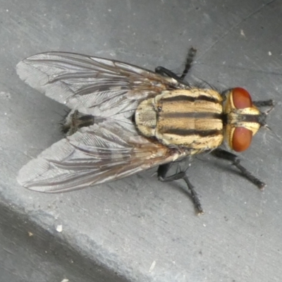 Sarcophagidae (family) (Unidentified flesh fly) at Charleys Forest, NSW - 4 Mar 2023 by arjay