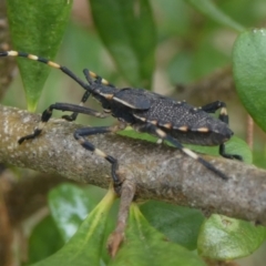 Gelonus tasmanicus (Leaf-footed bug) at Mongarlowe River - 4 Mar 2023 by arjay