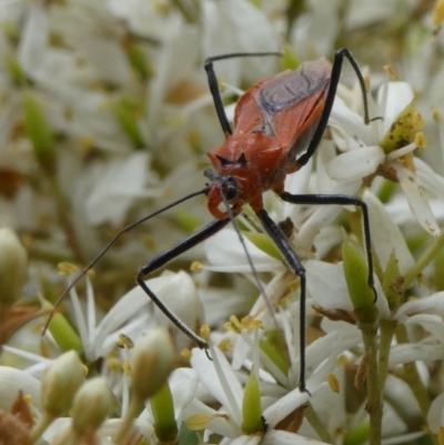 Gminatus australis (Orange assassin bug) at QPRC LGA - 4 Mar 2023 by arjay