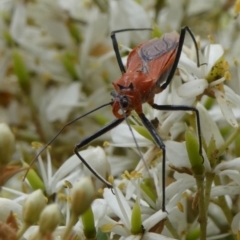Gminatus australis (Orange assassin bug) at Charleys Forest, NSW - 4 Mar 2023 by arjay