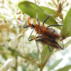 Gminatus australis at Charleys Forest, NSW - 4 Mar 2023