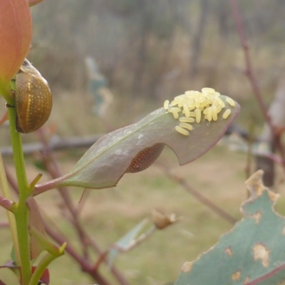Paropsisterna cloelia (Eucalyptus variegated beetle) at Mount Mugga Mugga - 3 Mar 2023 by Mike