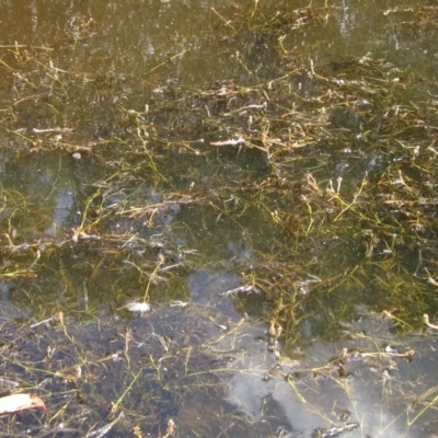 Potamogeton ochreatus (Blunt Pondweed) at Weetangera, ACT - 1 Mar 2023 by pinnaCLE