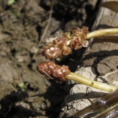 Potamogeton ochreatus at Weetangera, ACT - 1 Mar 2023