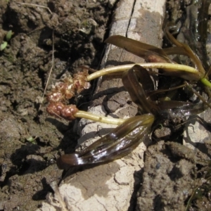 Potamogeton ochreatus at Weetangera, ACT - 1 Mar 2023