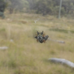 Austracantha minax (Christmas Spider, Jewel Spider) at Isaacs Ridge and Nearby - 3 Mar 2023 by Mike