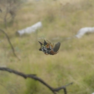 Austracantha minax at Jerrabomberra, ACT - 4 Mar 2023