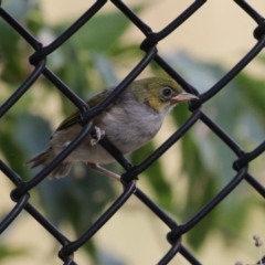 Zosterops lateralis (Silvereye) at Red Hill Nature Reserve - 3 Mar 2023 by RodDeb