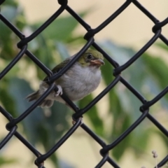 Zosterops lateralis at Red Hill, ACT - 3 Mar 2023 11:41 AM