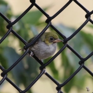 Zosterops lateralis at Red Hill, ACT - 3 Mar 2023 11:41 AM